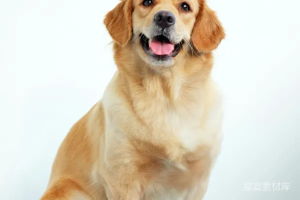 高清摄影 金色 Retrieval 犬幼犬置于白色背景上