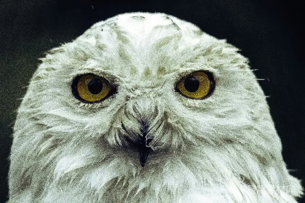 高清摄影 近景中的一只白 owl