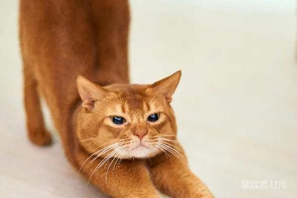 高清摄影 橙色猫在白色表面伸展身体