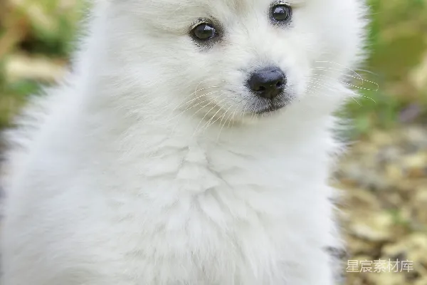 高清摄影 白松博美 Puppy 满足于棕色落叶之上