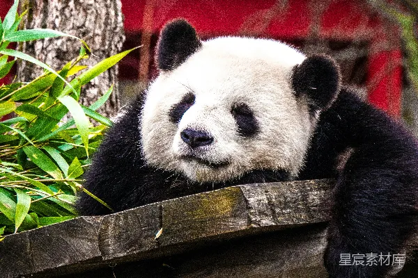 高清摄影 灰木上熊猫 Bear 紧挨着绿植物