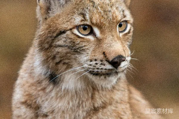 高清摄影 棕色山猫猫