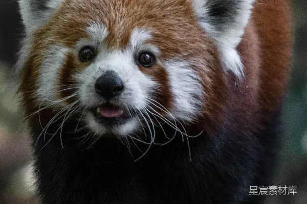 高清摄影 红熊猫