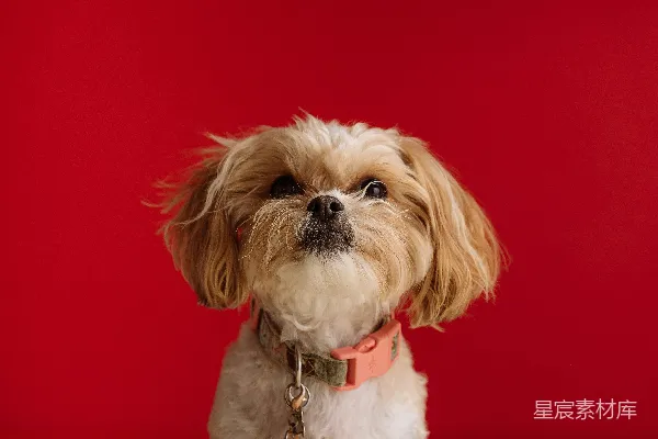 高清摄影 白褐比格犬