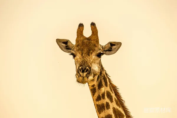 高清摄影 选择性焦点拍摄的长颈鹿