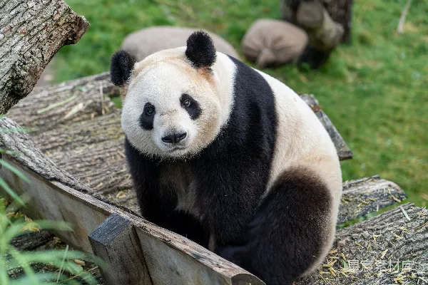 高清摄影 白天白黑熊猫在棕色木栅栏旁