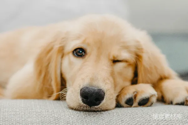 高清摄影 金毛寻回犬幼犬躺在白色织物上