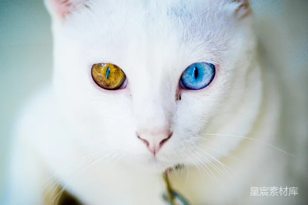 高清摄影 蓝眼黄猫坐在白色表面上