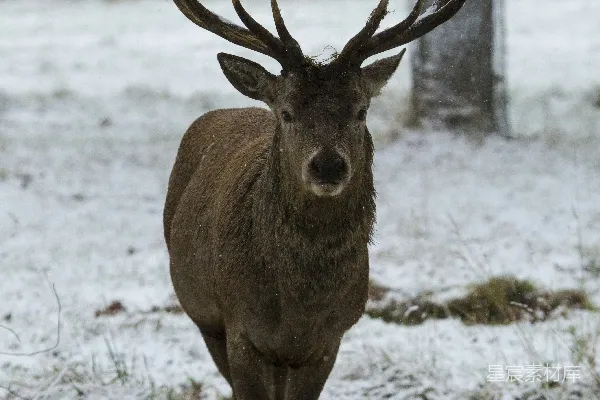 高清摄影 棕色鹿在雪地里行走
