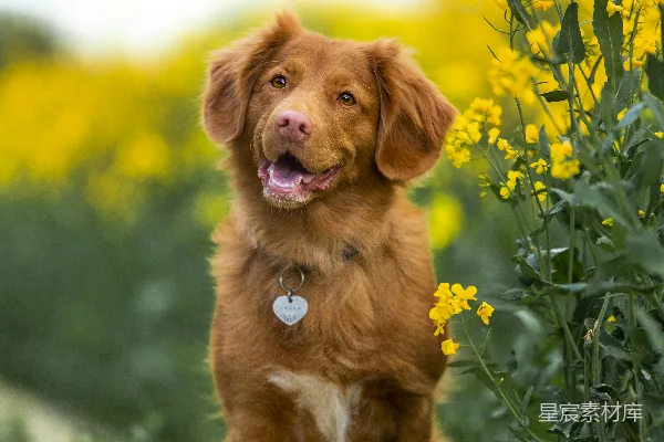 高清摄影 金毛寻回犬在白天坐在绿色草地的田地上