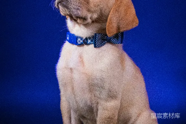 高清摄影 黄色拉布拉多幼犬，蓝色项圈