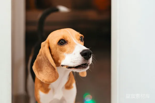 高清摄影 一只比格犬站在门框中，周围装饰着节日灯光。