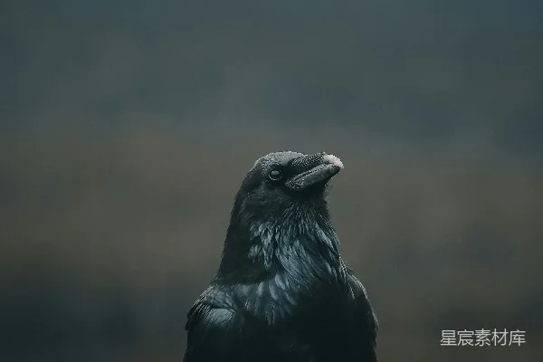 高清摄影 黑鸟近距离摄影