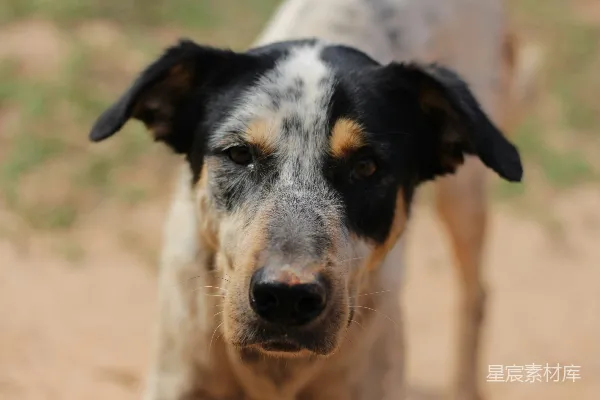 高清摄影 浅聚焦摄影的短毛黑色犬