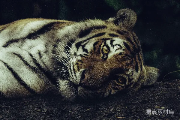 高清摄影 聚焦于老虎俯卧在地上