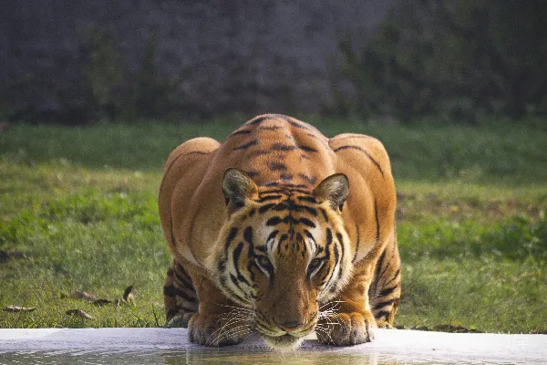 高清摄影 棕色和黑色的老虎靠近水域附近