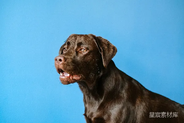 高清摄影 成年巧克力猎犬