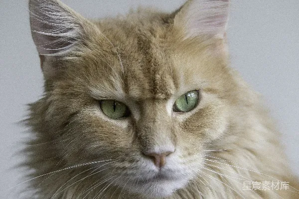 高清摄影 浅聚焦镜头下的橘色猫咪