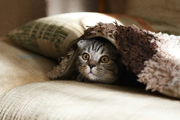 高清摄影 棕色的苏格兰折耳猫躺在棕色厚绒毯上。