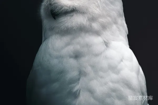 高清摄影 白鸮