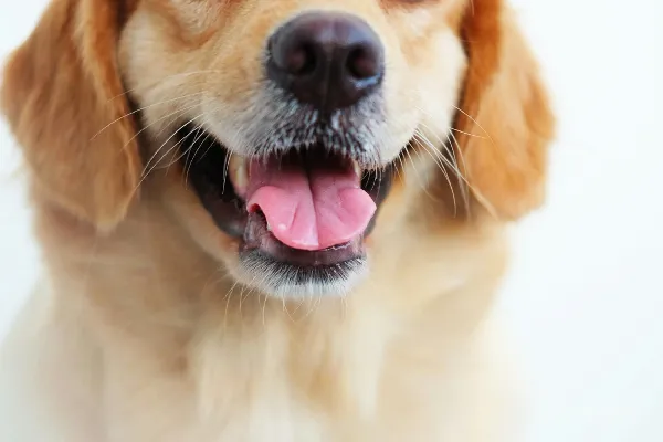 高清摄影 金色拉布拉多幼犬带着蓝色项圈