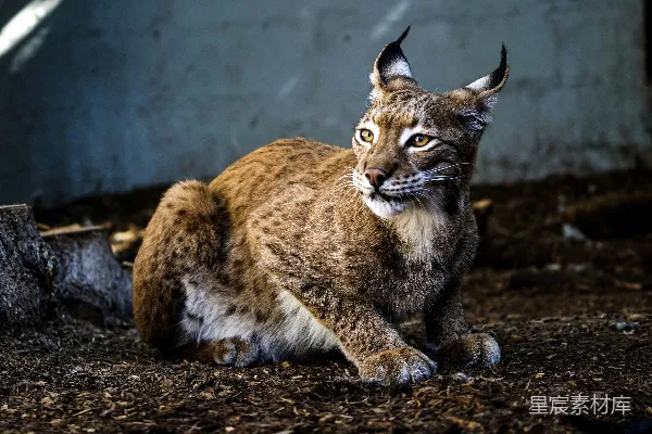高清摄影 lynx猫