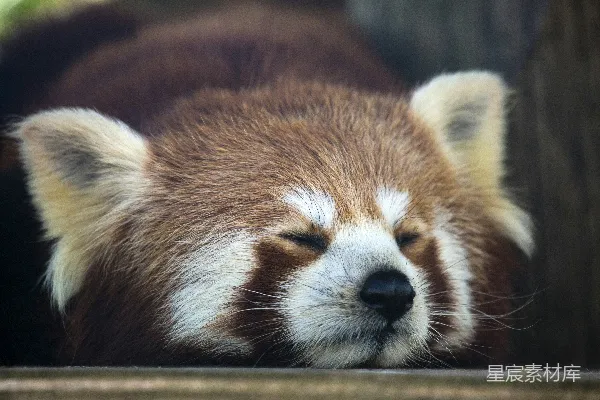 高清摄影 红熊猫bear