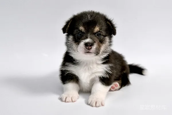 高清摄影 黑白短毛可普查犬