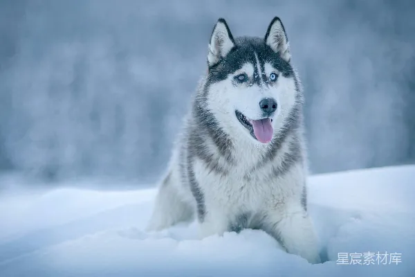 高清摄影 阿拉斯加牧羊犬在雪地上行走