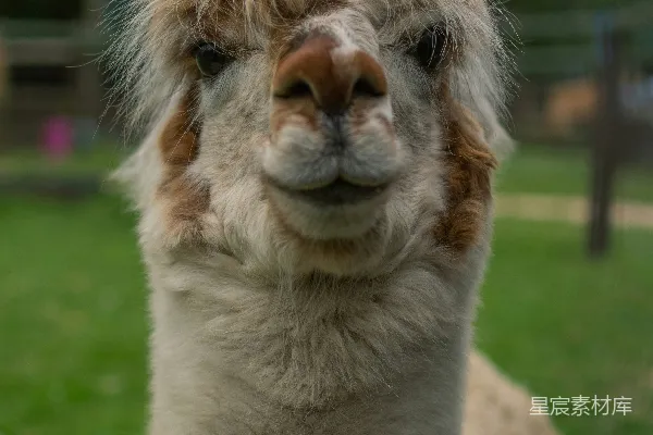 高清摄影 白天，在绿色草地上的白和棕色的 llama。