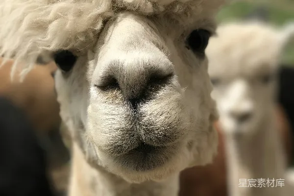 高清摄影 白马