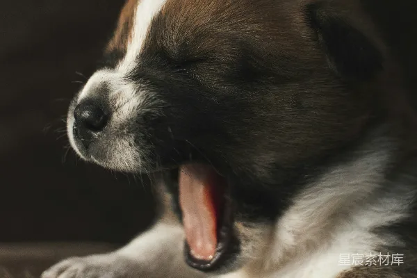 高清摄影 浅黄色和棕色的短毛秋田犬