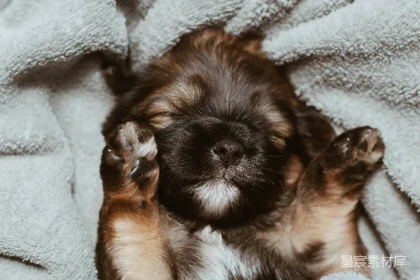高清摄影 德国牧羊犬梗犬睡觉