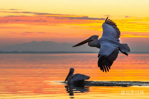 高清摄影 黄昏时海面上飞翔的 pelican