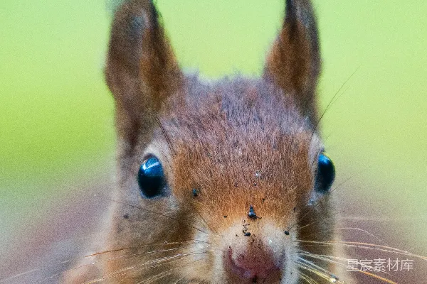 高清摄影 小 squirrels 抱着一颗棕色的核桃的照片