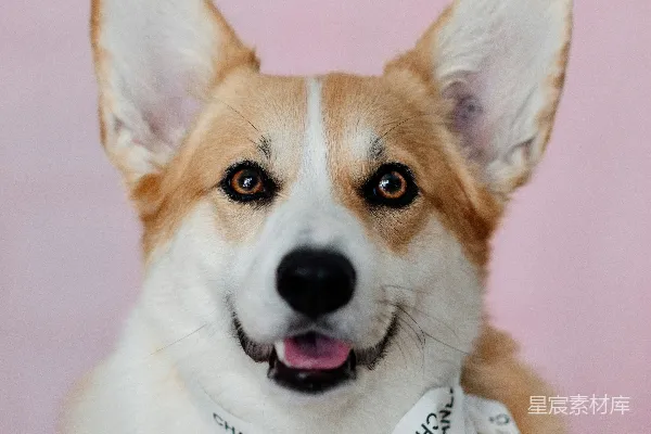 高清摄影 棕色和白色的柯基 Puppy
