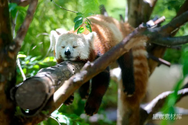 高清摄影 棕熊躺在棕色的树干上的一只红熊猫