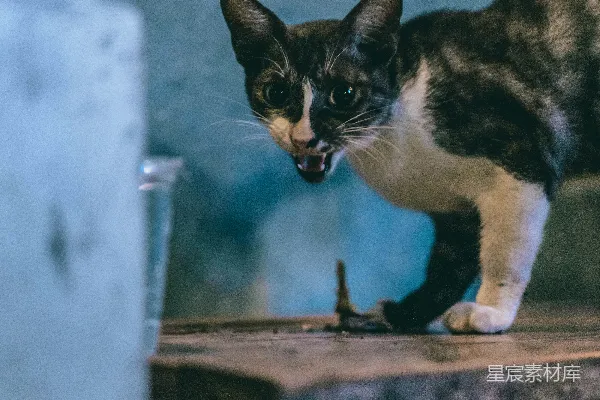高清摄影 棕色木桌上的 calico 猫
