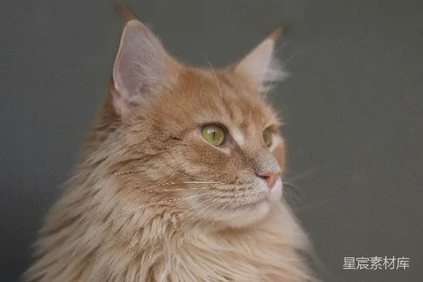 高清摄影 橘色波斯猫坐在那里