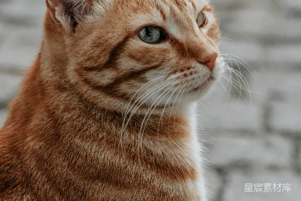 高清摄影 橘色花斑猫的近景摄影