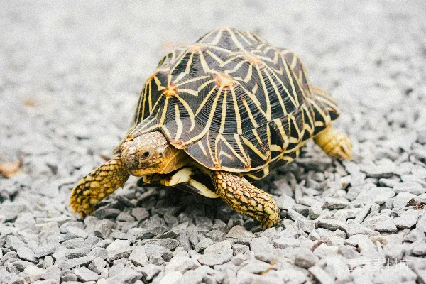 高清摄影 白天棕色和黑色 turtles 在白色沙滩上