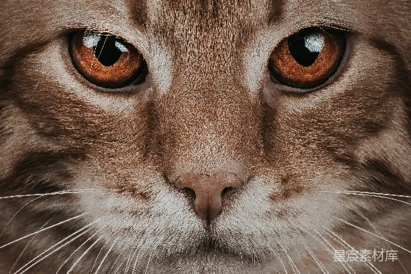 高清摄影 虎斑猫