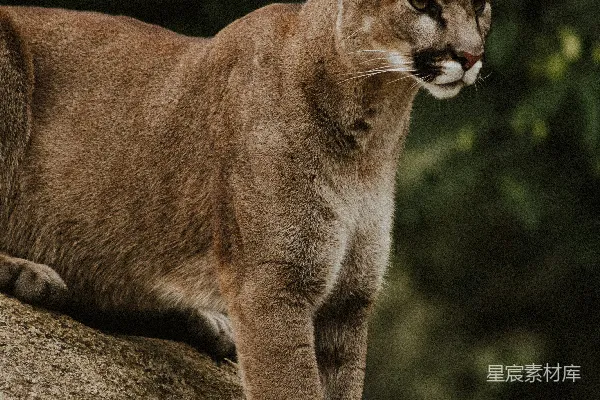 高清摄影 棕色和黑色的野猫坐在棕色的支架上