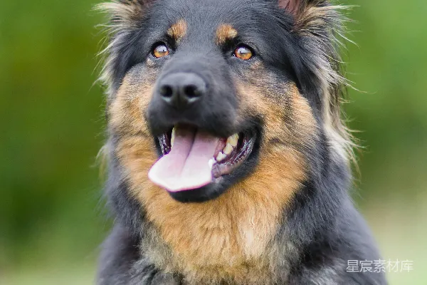 高清摄影 黑白格鲁吉亚牧羊犬