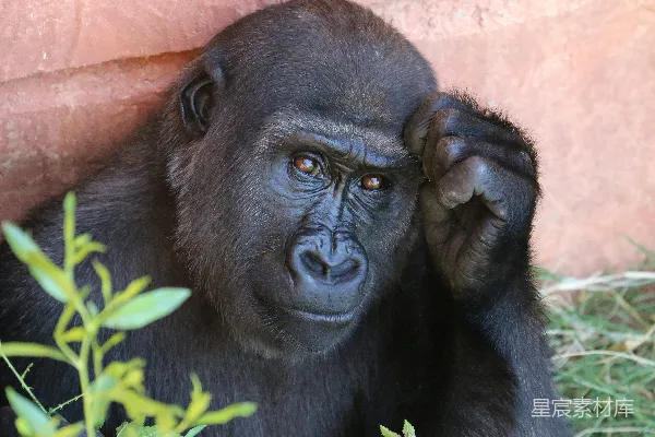 高清摄影 大猩猩