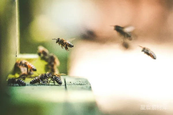 高清摄影 浅焦摄影中蜜蜂在空中飞舞