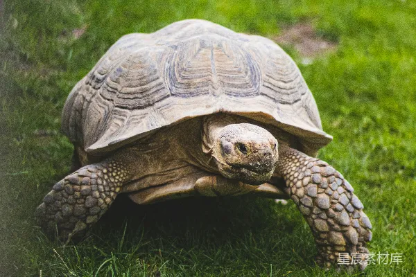 高清摄影 一只大 turtles 在翠绿的田野中漫步