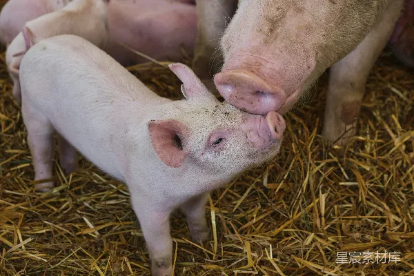 高清摄影 白猪卧在棕色的干草堆上