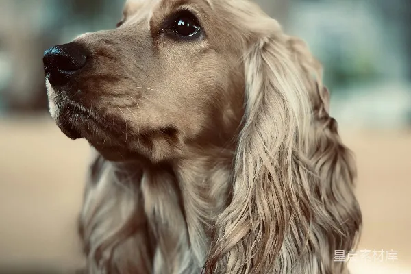 高清摄影 棕色和白色的英国斗牛犬