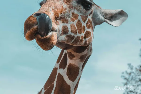 高清摄影 棕色 Giraffes 在特写摄影中